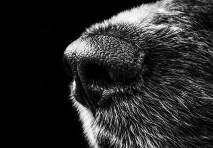 I cani annusano là, perché